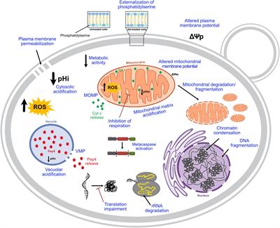 Regulation of Cell Death Induced by Acetic Acid in Yeasts